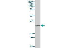 NMNAT1 MaxPab polyclonal antibody. (NMNAT1 antibody  (AA 1-279))