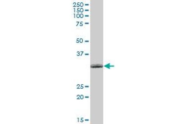 NMNAT1 antibody  (AA 1-279)