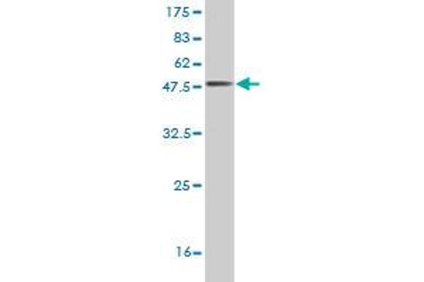 RGS3 antibody  (AA 1-192)