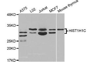 Western blot analysis of extracts of various cell lines, using HIST1H1C antibody. (HIST1H1C antibody)