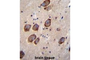 CACNG6 Antibody (Center) immunohistochemistry analysis in formalin fixed and paraffin embedded human brain tissue followed by peroxidase conjugation of the secondary antibody and DAB staining. (CACNG6 antibody  (Middle Region))