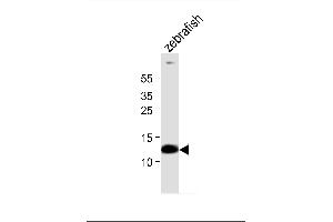 Western blot analysis of lysate from zebrafish tissue, using (DANRE) ba1 Antibody (Center) (ABIN6242128 and ABIN6577723). (Bone Area 1 antibody  (AA 93-126))