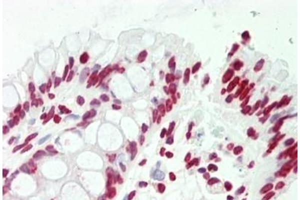Cyclin L2 antibody  (AA 338-366)