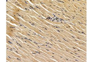 ABIN7096154 and ABIN7100216 at 1/100 staining rat muscle tissue by IHC-P.
