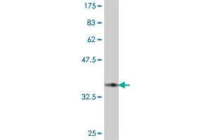 Western Blot detection against Immunogen (37. (Occludin antibody  (AA 423-522))