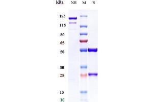 Anti-CD38 Reference Antibody (mezagitamab) on SDS-PAGE under reducing (R) condition. (Recombinant CD38 (Mezagitamab Biosimilar) antibody)