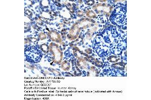 Human kidney (ONECUT2 antibody  (Middle Region))