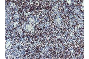 Image no. 2 for anti-Glucosidase, Beta, Acid 3 (Cytosolic) (GBA3) (AA 1-150), (AA 370-469) antibody (ABIN1490587) (GBA3 antibody  (AA 1-150, AA 370-469))