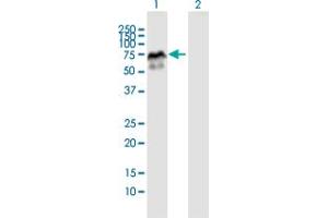 Western Blot analysis of MDM4 expression in transfected 293T cell line by MDM4 MaxPab polyclonal antibody. (MDM4-binding Protein antibody  (AA 1-490))