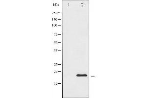 Western blot analysis of CHOP expression in HeLa whole cell lysates,The lane on the left is treated with the antigen-specific peptide. (DDIT3 antibody  (N-Term))