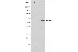 APLF antibody  (Internal Region)