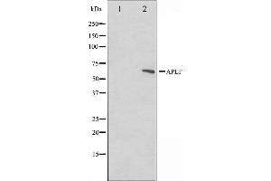 Western blot analysis on rat heart cell lysate using APLF Antibody.