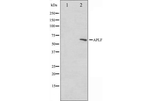 APLF antibody  (Internal Region)
