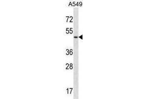 UTS2R Antibody (Center) western blot analysis in A549 cell line lysates (35 µg/lane). (UTS2R antibody  (Middle Region))