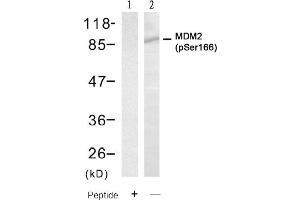 Image no. 2 for anti-Mdm2, p53 E3 Ubiquitin Protein Ligase Homolog (Mouse) (MDM2) (pSer166) antibody (ABIN401611) (MDM2 antibody  (pSer166))