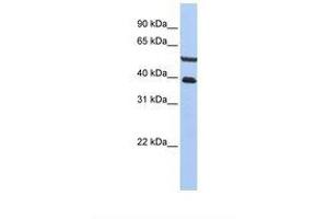 Image no. 1 for anti-Phosphatase and Actin Regulator 3 (PHACTR3) (AA 326-375) antibody (ABIN6739482) (PHACTR3 antibody  (AA 326-375))