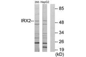 Western blot analysis of extracts from 293/HepG2 cells, using IRX2 Antibody. (IRX2 antibody  (AA 231-280))