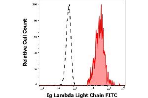Separation of human Ig lambda light chain positive B-lymphocytes (red-filled) from Ig lambda light chain negative CD19 negative lymphocytes (black-dashed) in flow cytometry analysis (surface staining) of human peripheral whole blood stained using anti-human Ig lambda light chain (4C2) FITC antibody (20 μL reagent / 100 μL of peripheral whole blood). (Lambda-IgLC antibody  (FITC))