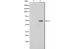 Western blot analysis on HepG2 cell lysate using AZI2 Antibody,The lane on the left is treated with the antigen-specific peptide. (AZI2 antibody  (N-Term))