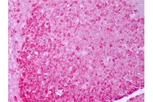 Anti-HSP90 antibody IHC of human tonsil, germinal center. (HSP90 alpha/beta antibody)