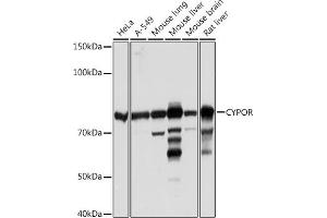 Western blot analysis of extracts of various cell lines, using CYPOR Rabbit mAb (ABIN7269151) at 1:1000 dilution. (POR antibody)