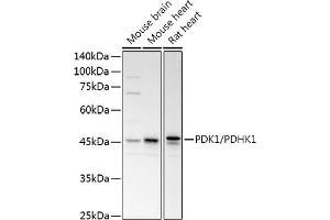 Western blot analysis of extracts of various cell lines, using PDK1/PDHK1 antibody (ABIN3015351, ABIN3015352, ABIN1681301, ABIN5663787 and ABIN6214001) at 1:1000 dilution. (PDPK1 antibody  (AA 1-150))