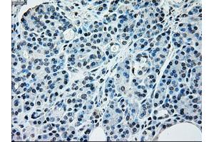 Immunohistochemical staining of paraffin-embedded pancreas tissue using anti-NRBP1mouse monoclonal antibody. (NRBP1 antibody)