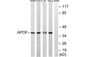 Western blot analysis of extracts from A549 cells, COLO cells, Jurkat cells and HeLa cells, using APOF antibody.