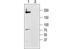 Western blot analysis of rat brain membranes: - 1. (CACNA1C antibody  (Intracellular))