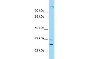 Host: Rabbit Target Name: DNAH12 Sample Type: 721_B Whole Cell lysates Antibody Dilution: 1. (DNAH12 antibody  (N-Term))