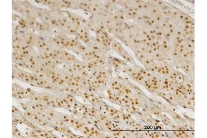 Immunoperoxidase of monoclonal antibody to PBX3 on formalin-fixed paraffin-embedded human adrenal gland. (PBX3 antibody  (AA 342-434))