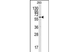 Western blot analysis of anti-CK2 alpha C-term Pab (ABIN391311 and ABIN2841345) in 293 cell lysate. (CAMK2A antibody  (C-Term))