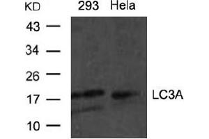Image no. 1 for anti-Microtubule-Associated Protein 1 Light Chain 3 alpha (MAP1LC3A) (N-Term) antibody (ABIN319368) (MAP1LC3A antibody  (N-Term))