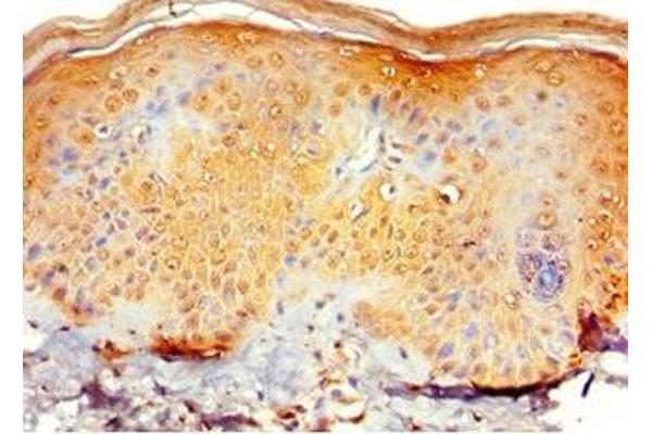 RNF125 antibody  (AA 1-232)