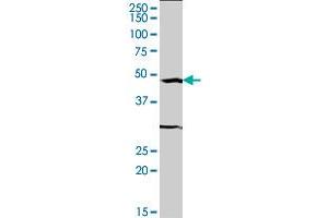 SRF monoclonal antibody (M04), clone 2C9. (SRF antibody  (AA 244-332))