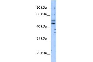 WB Suggested Anti-PIK3R3 Antibody Titration:  5. (PIK3R3 antibody  (Middle Region))