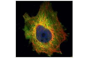 ICC/IF Image Confocal immunofluorescence analysis (Olympus FV10i) of paraformaldehyde-fixed HeLa, using PDCD4, antibody (Green) at 1:500 dilution. (PDCD4 antibody)