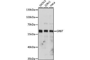 Western blot analysis of extracts of various cell lines, using GRB7 antibody (ABIN6130432, ABIN6141380, ABIN6141381 and ABIN6221346) at 1:1000 dilution. (GRB7 antibody  (AA 1-140))