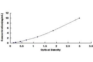 C-Type Lectin Domain Family 4, Member A (CLEC4A) ELISA Kit