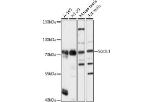 Western blot analysis of extracts of various cell lines, using SGOL1 antibody (ABIN7270288) at 1:1000 dilution. (Shugoshin antibody  (AA 10-100))