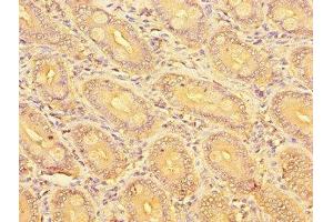 Immunohistochemistry of paraffin-embedded human small intestine tissue using ABIN7162261 at dilution of 1:100 (OST alpha antibody  (AA 1-48))