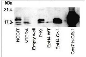 Western blot using  affinity purified anti-Cripto-1 antibody shows detection of endogenous and transfected Cripto-1 from mouse and human sources. (Cripto-1 antibody  (Internal Region))