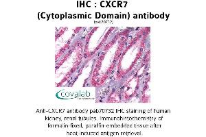 Image no. 1 for anti-Chemokine (C-X-C Motif) Receptor 7 (CXCR7) (3rd Cytoplasmic Domain) antibody (ABIN1733421) (CXCR7 antibody  (3rd Cytoplasmic Domain))