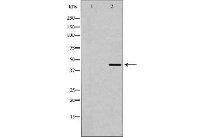 Western blot analysis of 5-HT-1A expression in HepG2 cells. (Serotonin Receptor 1A antibody  (Internal Region))
