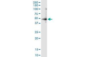 Immunoprecipitation of RNF113B transfected lysate using anti-RNF113B MaxPab rabbit polyclonal antibody and Protein A Magnetic Bead , and immunoblotted with RNF113B MaxPab mouse polyclonal antibody (B01) . (RNF113B antibody  (AA 1-322))
