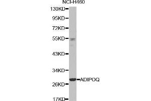 Western blot analysis of extracts of NCI-H460 cell line, using ADIPOQ antibody. (ADIPOQ antibody  (AA 19-104))