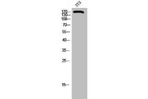 Western Blot analysis of 3T3 cells using BAF250b Polyclonal Antibody (ARID1B antibody  (Internal Region))