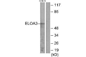 Western blot analysis of extracts from COLO cells, using ELOA3 antibody. (TCEB3C antibody)