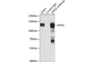 Immunoprecipitation analysis of 150 μg extracts of Jurkat cells using 3 μg PMS2 antibody .