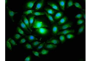 Immunofluorescence (IF) image for anti-RuvB-Like 1 (E. Coli) (RUVBL1) (AA 101-400) antibody (ABIN7168493)